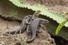 Trachylepis brevicollis