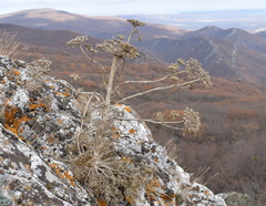 Seseli gummiferum