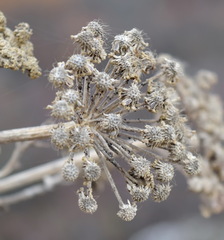 Seseli gummiferum