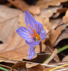 Crocus speciosus
