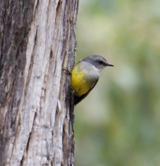 Eopsaltria griseogularis
