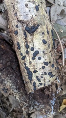 Annulohypoxylon truncatum