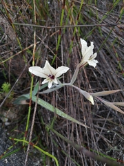 Gladiolus undulatus