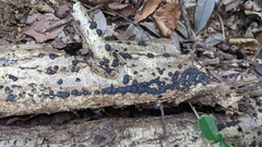 Annulohypoxylon truncatum