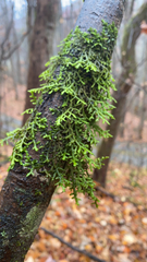 Porella platyphylla