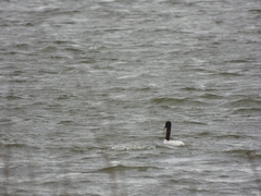 Cygnus melancoryphus