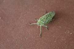 Physemacris variolosa