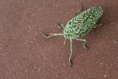 Physemacris variolosa