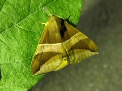 Bastilla fulvotaenia