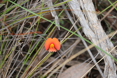 Gompholobium ecostatum