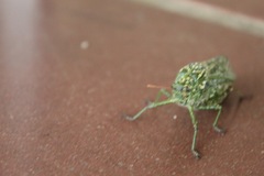 Physemacris variolosa