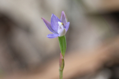 Thelymitra