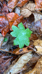 Hydrophyllum canadense