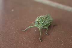 Physemacris variolosa