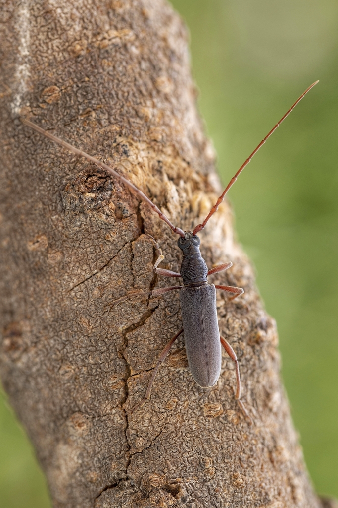 Derolus asiricus