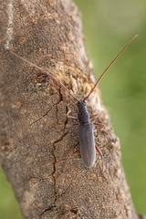 Derolus asiricus