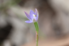 Thelymitra