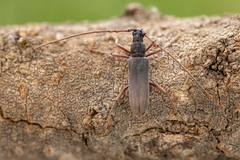 Derolus asiricus