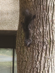 Sciurus carolinensis