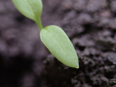 Stellaria media