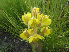 Pterygodium acutifolium