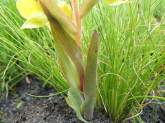 Pterygodium acutifolium