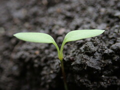 Stellaria media