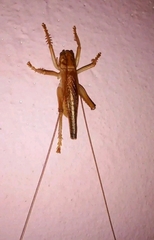 Gryllacrididae