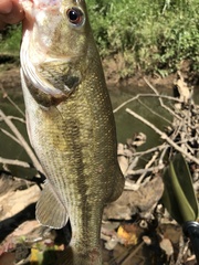 Micropterus punctulatus