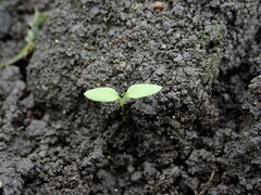 Stellaria media