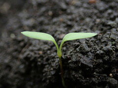 Stellaria media
