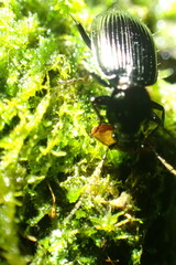 Platyninae