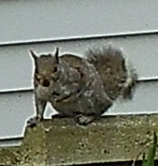Sciurus carolinensis
