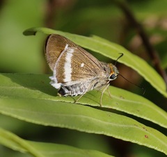 Tekliades ramanatek