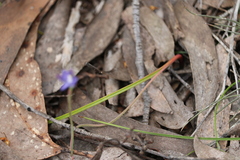 Thelymitra