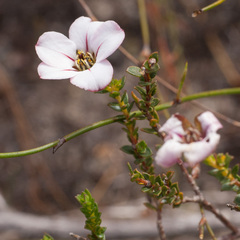 Adenandra acuta