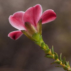 Adenandra acuta