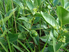 Vangueria venosa