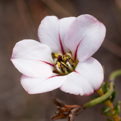 Adenandra acuta
