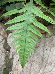 Pleocnemia irregularis