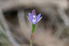 Thelymitra