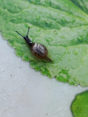 Helicarionoidea