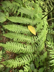 Pleocnemia irregularis