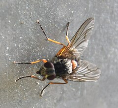 Muscina stabulans