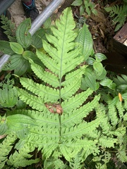 Pleocnemia irregularis