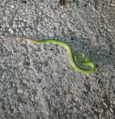 Trimeresurus stejnegeri