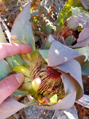Protea recondita