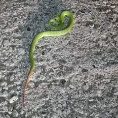 Trimeresurus stejnegeri