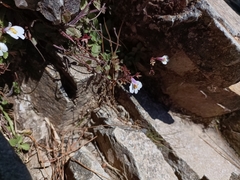 Mazus alpinus