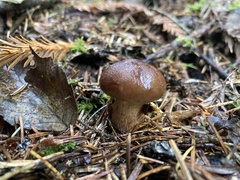 Tricholoma fulvum